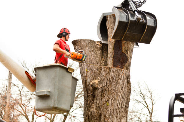 How Our Tree Care Process Works  in  Wellsville, UT